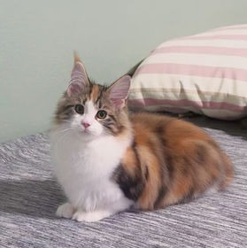 Calico Maine Coon Kitten