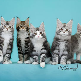 A litter of maine coon kittens
