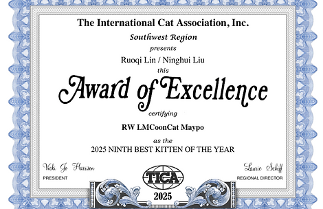 ICA Southwest Region Award of Excellence naming RW LMCooNCat Maypo the 2025 Ninth Best Kitten of the Year.