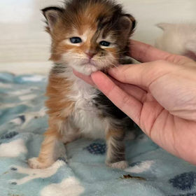 Yin yang brown torbie with white maine coon kitten