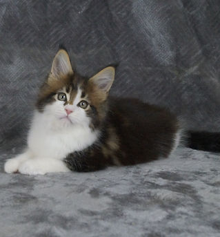 Maine Coon Kitten