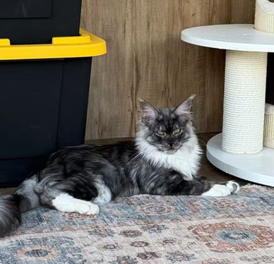 Smoke Maine Coon