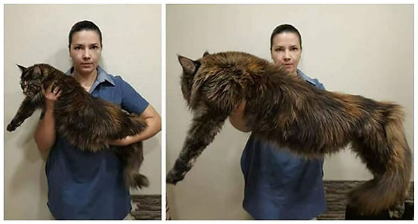 Maine Coon photographed with angle trick vs true size comparison