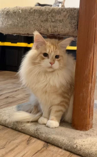 Red silver maine coon Stud