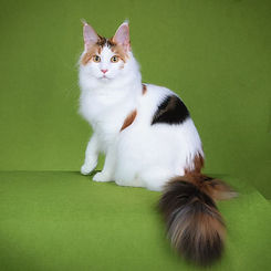 Calico maine coon