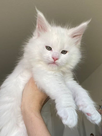 White maine coon kitten
