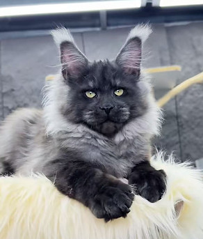 Black smoke Maine Coon kitten with a long coat