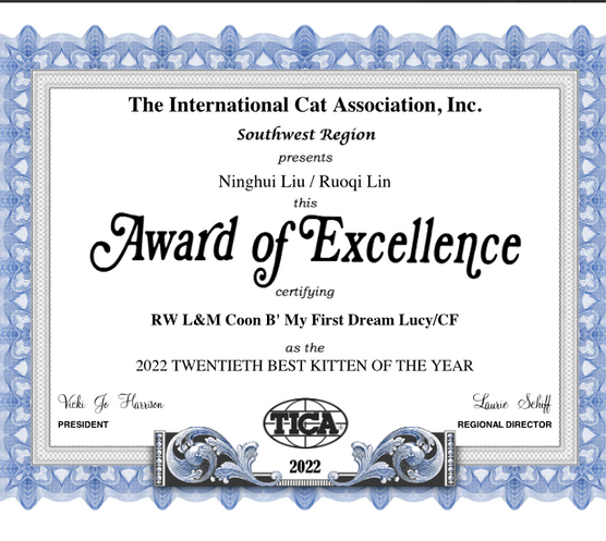 Awarded Maine Coon show certificate from LMCoonCat cattery