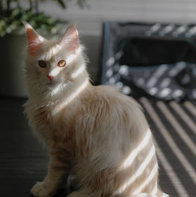 Cameo Maine Coon basking in gentle sunlight and shade