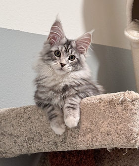 Maine Coon Cat