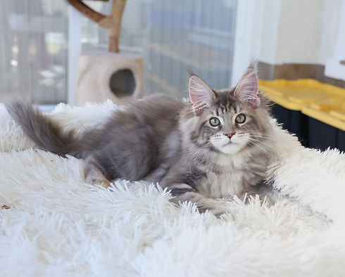 Maine Coon Cat