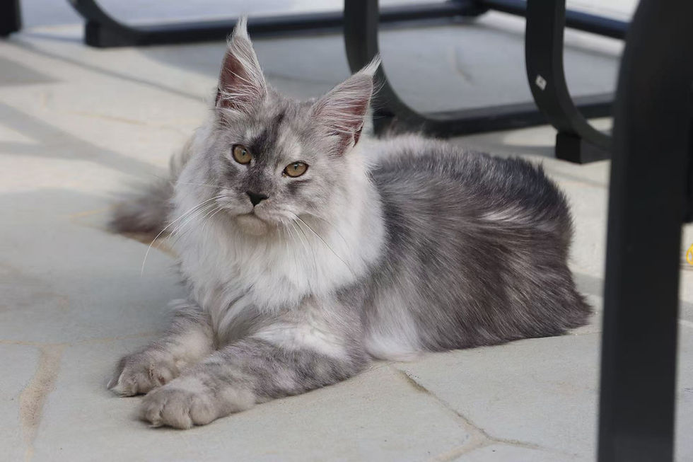 Maine Coon Boy