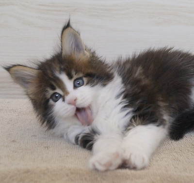 LMCooNCat Maine Coon