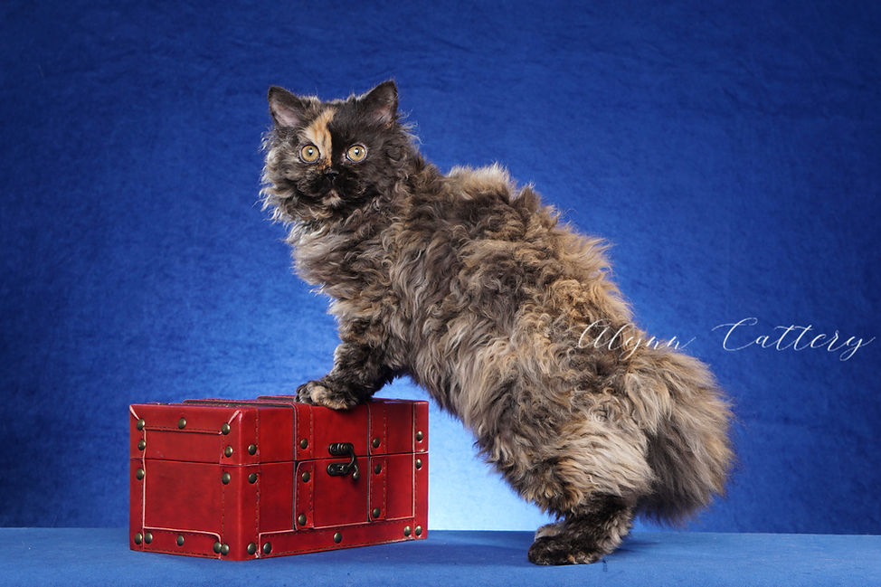Selkirk Rex kittens for sale