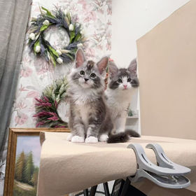 Two maine coon kitten, silver tabby and blue tabby kittens