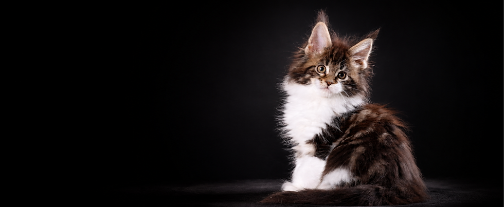 Maine Coon kitten raised by LMCooNCat