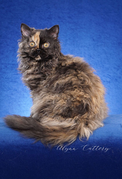 Selkirk Rex kittens for sale in New York