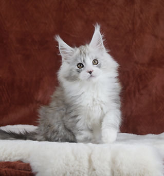 LMCoonCat Maine Coon living as a pet in Irvine California