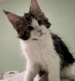 LMCoonCat Maine Coon female from our breeding program