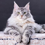 Silver Maine Coon kitten resting on carpet