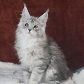 Silver tabby Maine Coon kitten on a red carpet