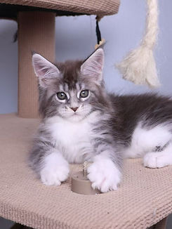 Blue Tabby Maine Coon Kittens for Sale