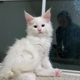 White maine coon kitten