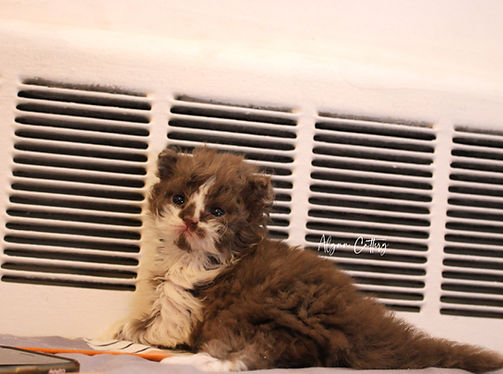 Selkirk Rex kittens for sale in new york