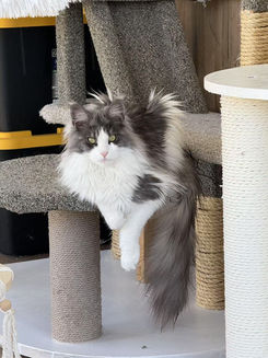 Smoke Maine Coon Cats