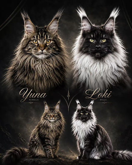 Yuna, a brown tabby female Maine Coon, and Loki, a black smoke and white male Maine Coon breeding pair