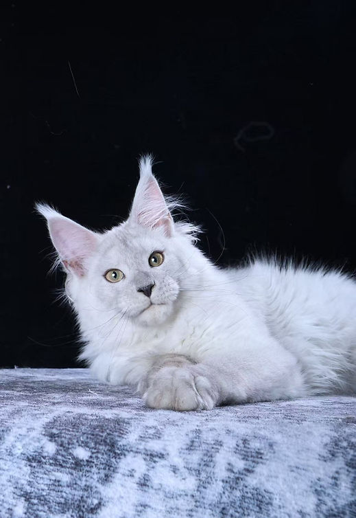 Maine Coon Kitten