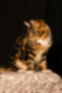 Maine Coon Kittens