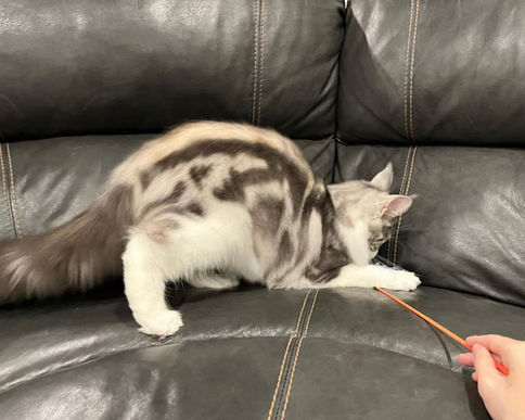 Classic tabby maine coon