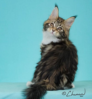 LMCoonCat Maine Coon now living as a pet in New York