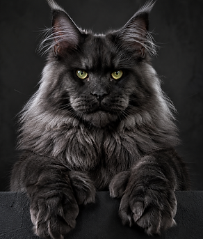 Polydactyl Maine Coon kitten with extra toes
