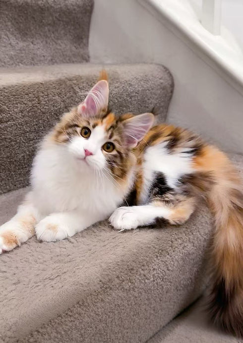 Brown Torbie with white maine coon | LMCooN Cat You Make Miso Happy