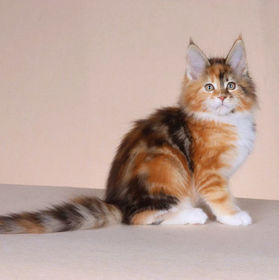 Super red calico maine coon kitten