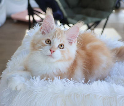 Maine Coon Kittens