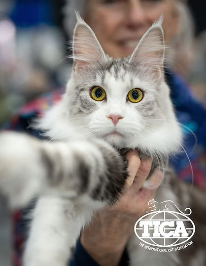 Maine Coon Kitten