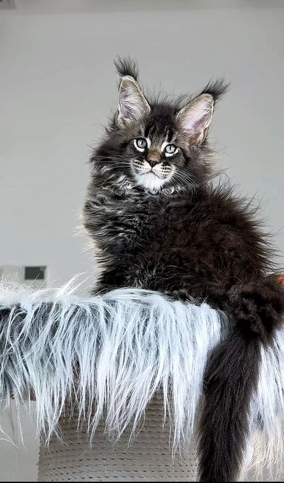 Brown Maine Coon Cat