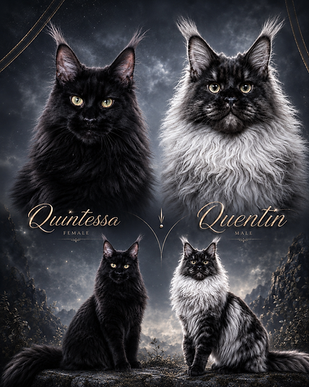 Quintessa, a solid black female Maine Coon, and Quentin, a black smoke male Maine Coon breeding pair