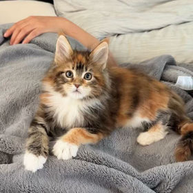 Brown torbie with white maine coon kitten
