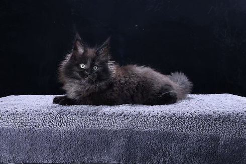Solid Black Maine Coon Kitten
