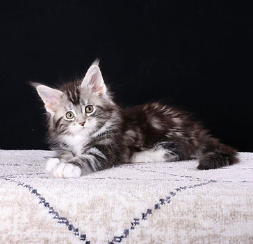 Maine Coon Kitten