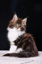 Brown and white Maine Coon Kitten