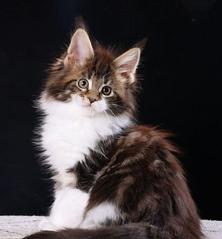 LMCoonCat Maine Coon now living as a pet in New York