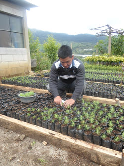 VIVERO COMUNAL
