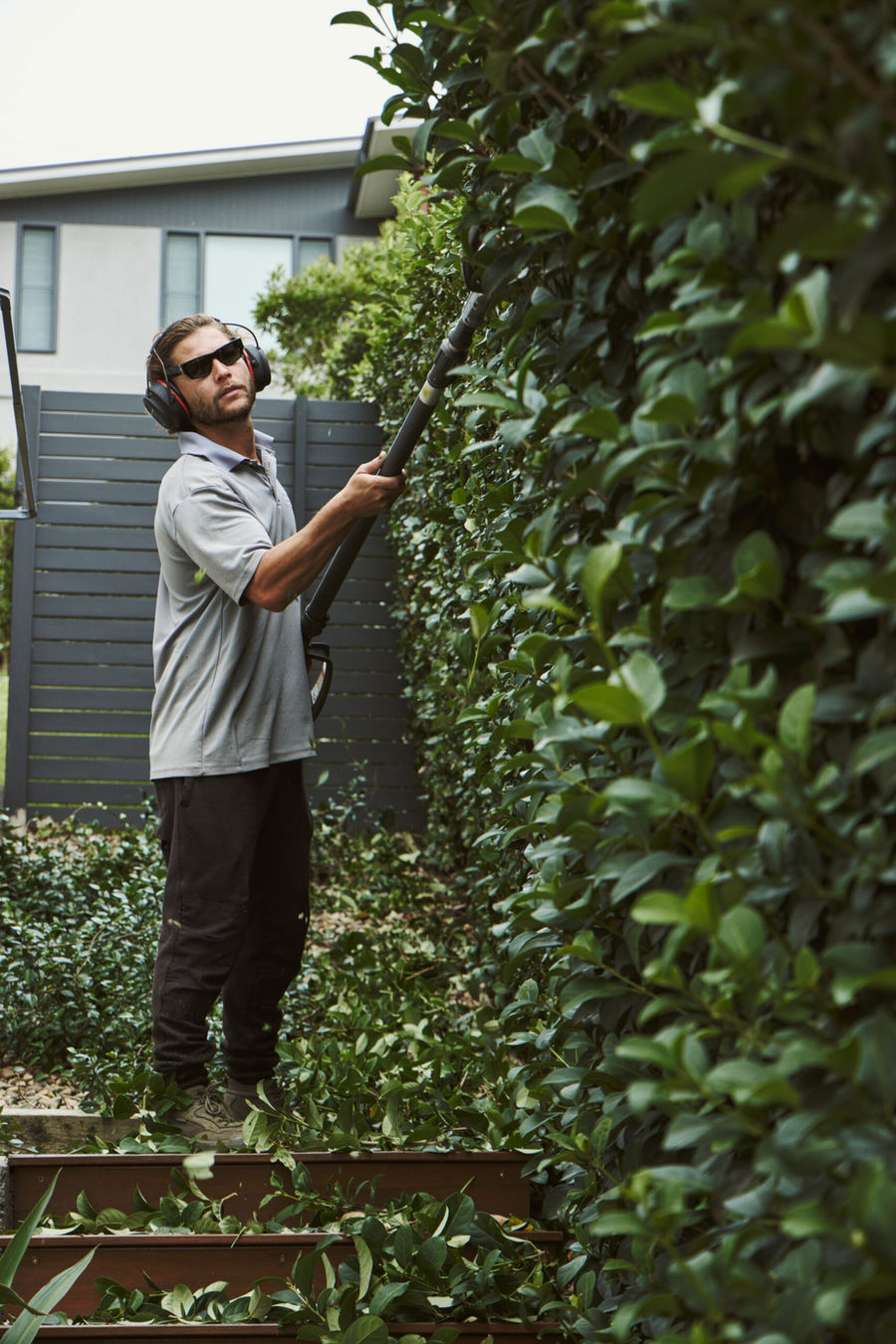 Hedge being trimmed with a pole hedger