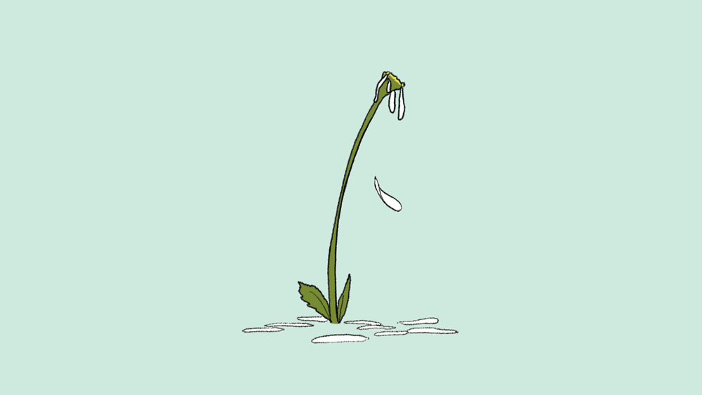 Yan Dan Wong Animation Harriet Tubman petal drop