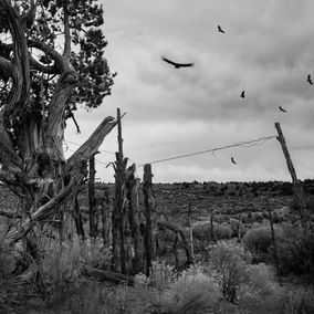 California Condors.jpg